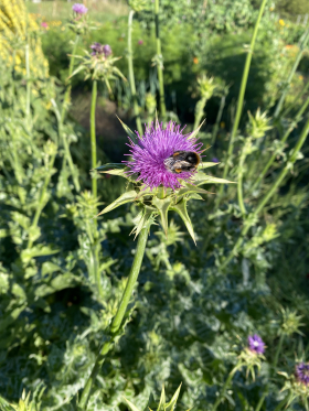 Mariatistel, ekofrö