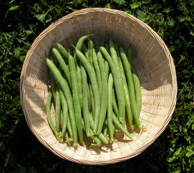 Neckarkönigin, ekofrö