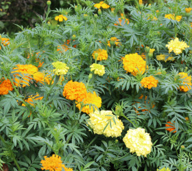 Crackerjack, ekofrö