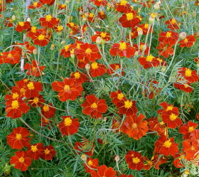 Linnétagetes, ekofrö