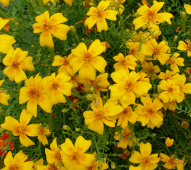 Dvärgstudentblomma, ekofrö