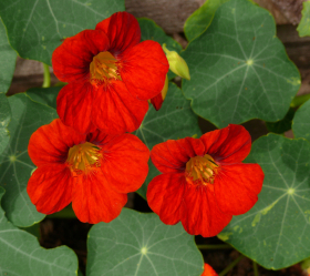 Empress of India, ekofrö