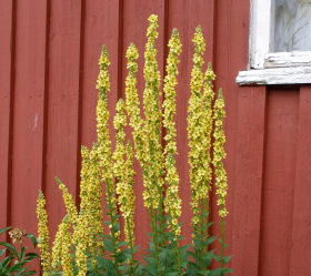 Mörkt Kungsljus, ekofrö