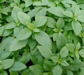 Citronbasilika, ekofrö