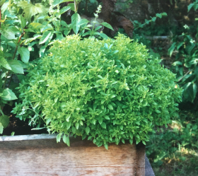 Grekisk Basilika, ekofrö