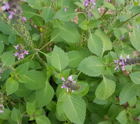 Helig basilika, ekofrö