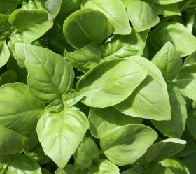 Limebasilika, ekofrö