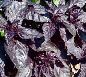 Röd Basilika, Rosso, ekofrö