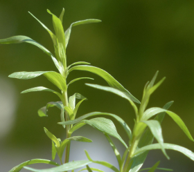 Dragon, Rysk, ekofrö