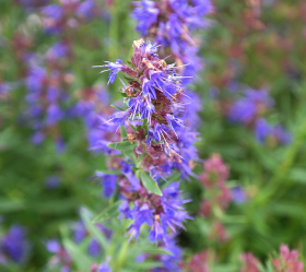 Isop, blå blommor, ekofrö