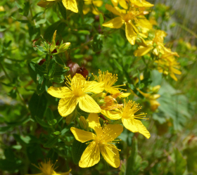 Johannesört, ekofrö