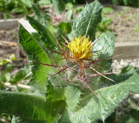 Kardbenedikt, ekofrö