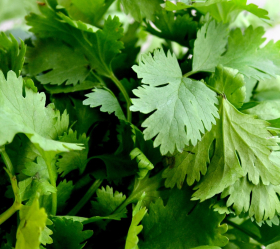 Bladkoriander, Filtro, ekofrö