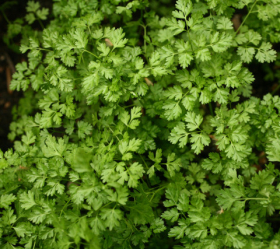 Mosskrusig körvel, ekofrö