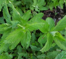 Pepparmynta, ekofrö