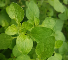 Grekisk oregano, ekofrö