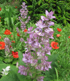 Muskatellsalvia, ekofrö