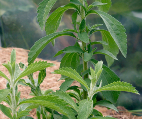 Stevia, Sötflockel, ekofrö