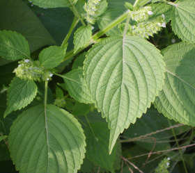 Grön Shiso, ekofrö