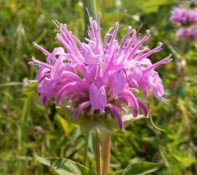 Lila Temynta, ekofrö