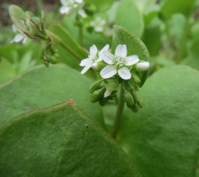 Vinterportulak, ekofrö