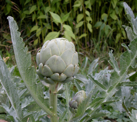 Green Globe, ekofrö
