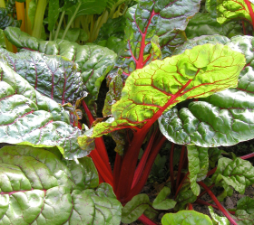 Rhubarb Chard, ekofrö