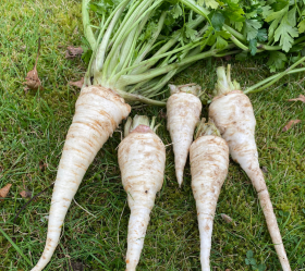Berliner Halblang, ekofrö