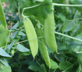 Engelsk Sabel, ekofrö