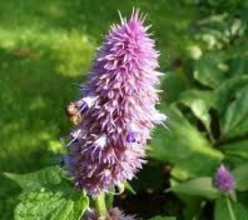 Koreansk anisisop/Koreansk mynta, ekofrö