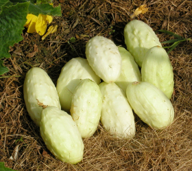 Miniature White, ekofrö