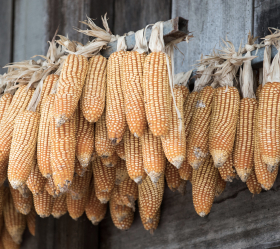 White Selection, ekofrö