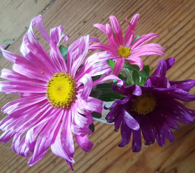 Aster, Enkla blommor, ekofrö