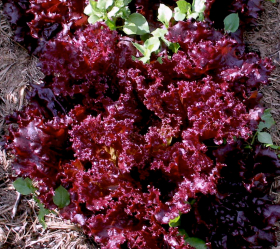 Dark Lollo Rossa, ekofrö