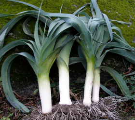 Blue Green Winter, ekofrö