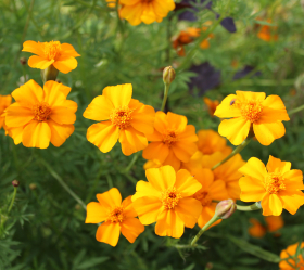 Kryddtagetes, Orange, ekofrö