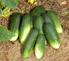 H-19 Little Leaf, ekofrö