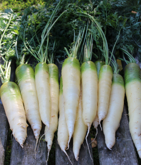 White Satin, ekofrö