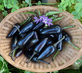 Black Jalapeno, ekofrö