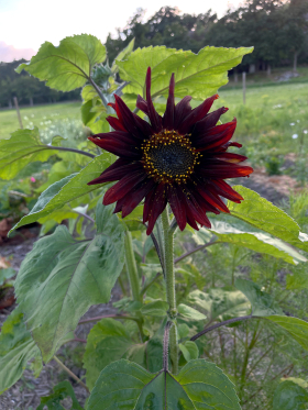 Velvet Queen, ekofrö