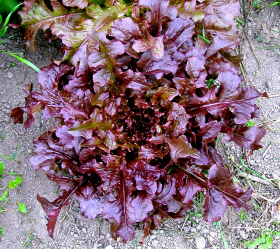 Merlox Red Oak, ekofrö
