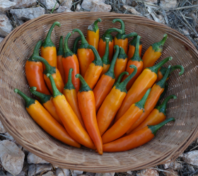 Bulgarian Carrot, ekofrö