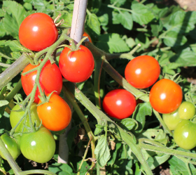 Alaskan Fancy, ekofrö