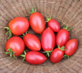 Teta de Venus, ekofrö