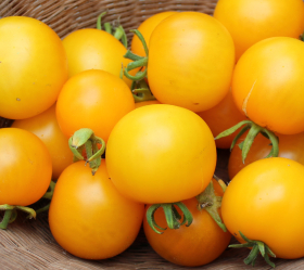 Yellow Perfection, ekofrö