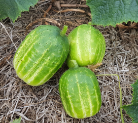 Richmond Green Apple, ekofrö