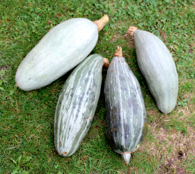 Guatemalan Blue, ekofrö