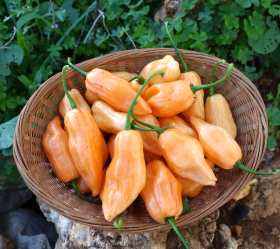 Habanero Dulce, ekofrö