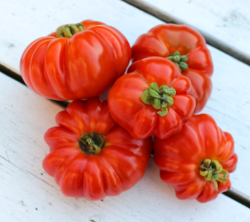 Costeluto Genovese, ekofrö