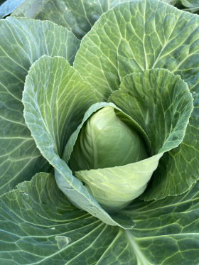 Cour di Bue, ekofrö